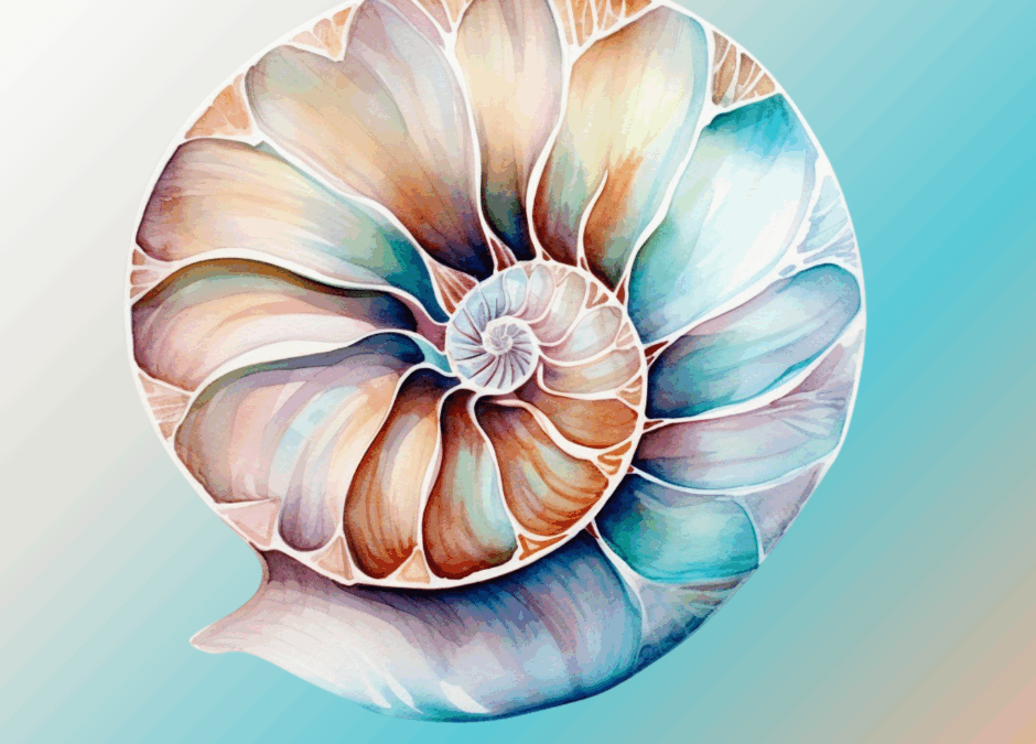 Muschelspiralen